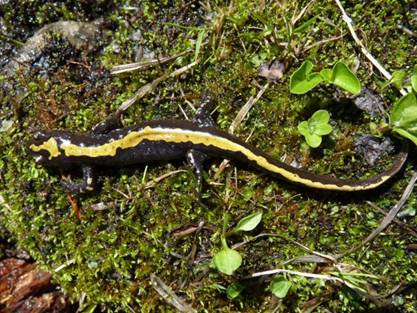 Long-toed salamander